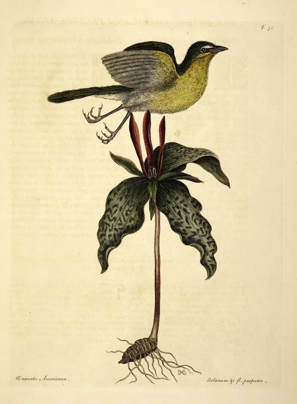Vintage natural-history illustration of a bird and flowering plant